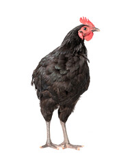 chicken have red comb. Black australorp rooster stand on isolated white background.