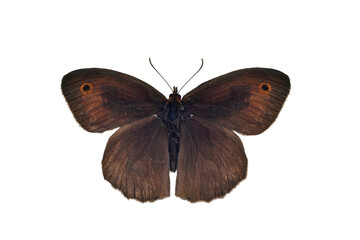 Meadow brown butterfly (male) on transparent background