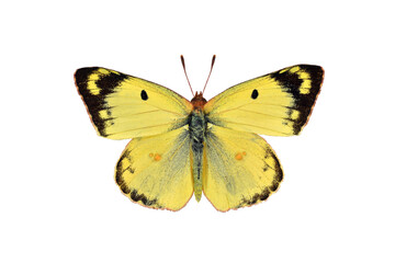 Pale clouded yellow butterfly on transparent background