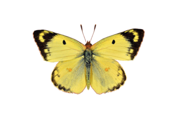 Pale clouded yellow butterfly on transparent background