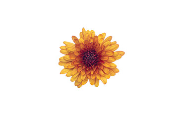 Yellow and orange Chrysanthemums blossom on transparent background