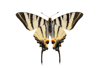 Scarce Swallowtail butterfly on transparent background
