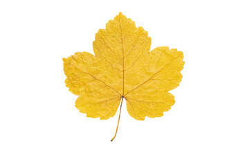 Maple leaf on transparent background