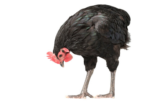 chicken have red comb. Black australorp rooster stand on isolated white background.