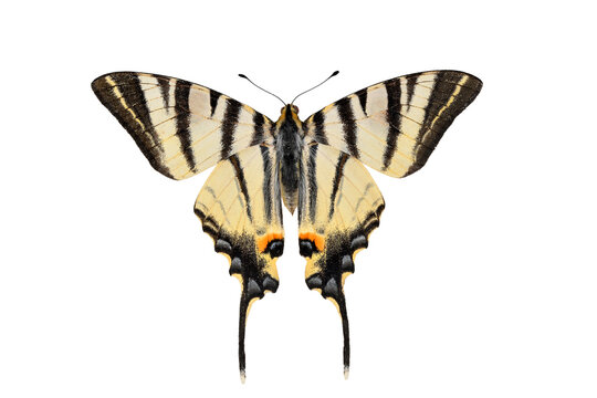 Fototapeta Scarce Swallowtail butterfly on transparent background