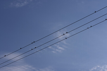 Swallows sitting on wire before migrating to south. Upcoming autumn concept.