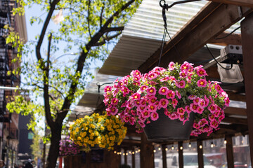Fototapeta na wymiar Beautiful Hanging Flower Pots with Colorful Flowers on an Outdoor Dining Setup in the East Village of New York City