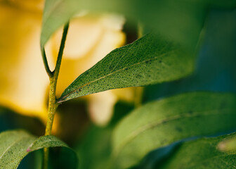 close up of a green leaf macro abstract