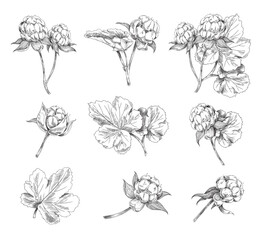 Cloudberry leaves and berries sketch style set of vector illustration isolated.