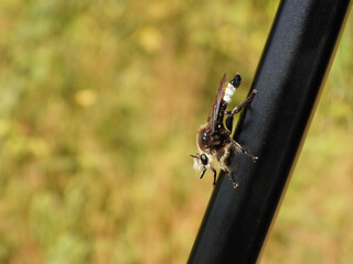 Robberfly Laphria gibbosa  at rest