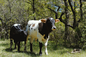 Naklejka premium Bull calves on Texas farm during spring.
