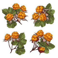 Cloudberry bunches set with leaves, hand drawn sketch vector illustration isolated on white background.