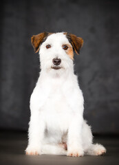 dog jack russell sitting on a gray background