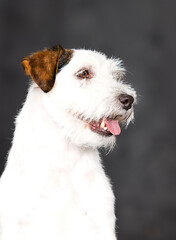 portrait dog jack russell  on a gray background