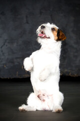 wirehaired jack russell raised his paws up on a gray background