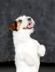 jack russell raised his paws up on a gray background