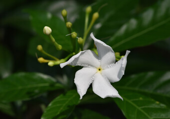 Fototapeta na wymiar Sampaguita Jasmine flowers is blooming in the garden with green leaves background .