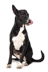 Mixed breed dog on white background and licks his mouth