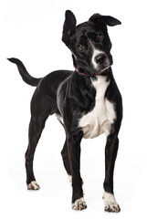 Mixed breed dog on white background
