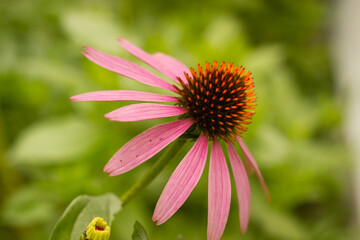 Pink Daisy flower with background