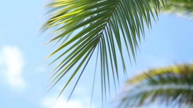 Palm trees and yellow sun in a sky. 4k. Tropical coconut palm leaf swaying in the wind with sun light. Summer background 