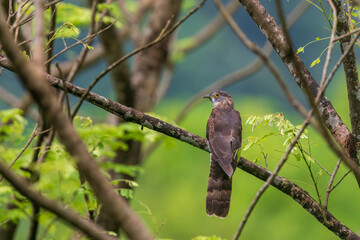 Large hawk-cuckoo (Hierococcyx sparverioides) at Rongton, Darjeeling, West Bengal, India.