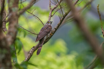 Large hawk-cuckoo (Hierococcyx sparverioides) at Rongton, Darjeeling, West Bengal, India.