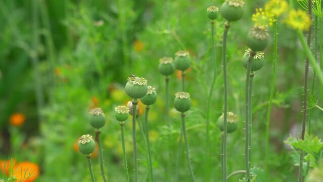 Poppy is herbaceous plant with showy flowers milky sap and rounded seed capsules