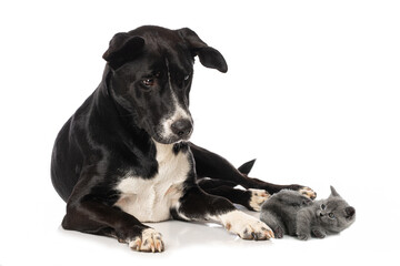 Mixed breed dog and a kitten lying isolated on white background