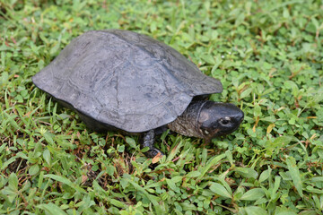 Black terrapin walking on the green grass .