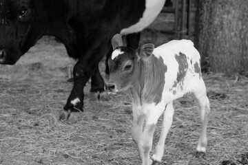 Calf with cows on farm in black and white closeup.
