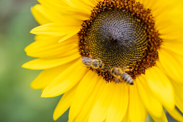a bee collecting pollen from a flower. sunflower, helianthus
