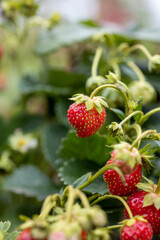 strawberry plant with red fruits. selective focus	