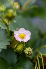 strawberry flower blossom in a natural environment. macro photo 