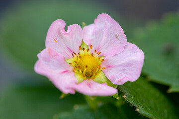 strawberry flower blossom in a natural environment. macro photo 