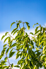 green leaves against the blue sky