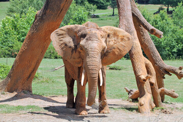 Elephant standing under log structure - Powered by Adobe