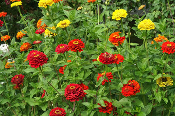 Multicolored zinnia flowers in the garden. Red, yellow and orange zinnias in their natural environment.