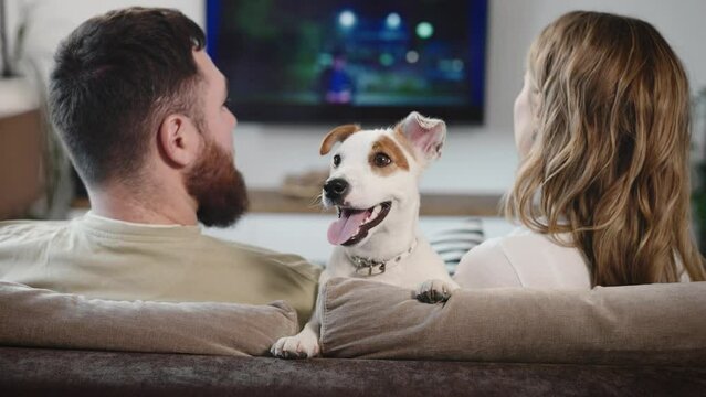 Home furnishings. Husband and wife are watching TV, a funny Jack Russell Terrier is sitting next to them
