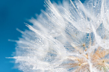 dandelion at blue background. Freedom to Wish. Seed macro closeup. Goodbye Summer. Hope and dreaming concept. Fragility. Springtime. soft focus on water droplets. Macro nature. Beautiful dew drops