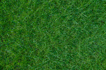 Top view of green grass texture background.green grass texture for sports fields,golf,football and...
