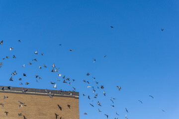Fototapeta na wymiar View of pigeons and doves flying over the rooftop of a building against a clear blue sky