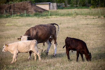 Ein Junges Rind weidet auf einer Weide.