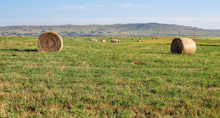 Two round bales with more in the background in a hay field near the town of Cochrane, Alberta
