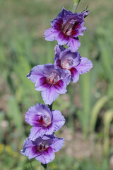Single purple, blue gladiolus spike in a garden.