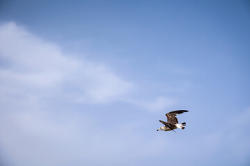 Flugstudie einer Mantelmöwe, Möwe im Flug.
