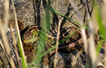 Nahaufnahme einer Zauneidechse beim Sonnenbaden auf einem Stein.