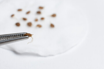 Growing tomatoes from seeds, step by step. Step 2 - the seeds have sprouted.