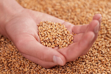 Young farmer's hand is full of golden wheat grains of fresh harvest