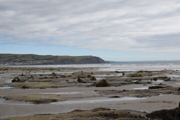 Fototapeta na wymiar the remains of the petrified forest on Borth beach during low tide